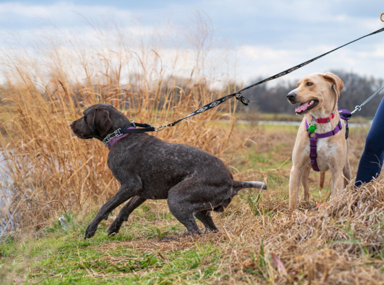 two dogs on leashes, one pulling away from its owner