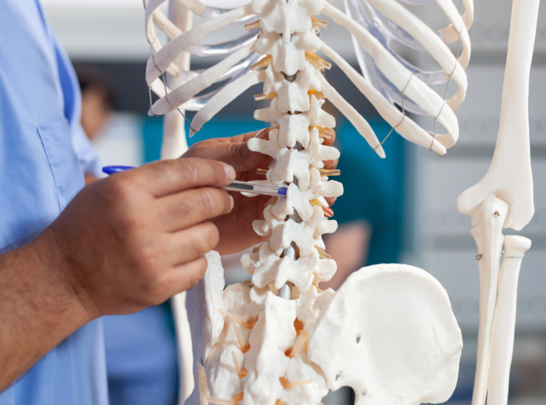 doctor pointing to model of a spinal cord